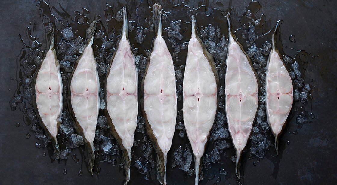 Atlantic halibut filets on ice 