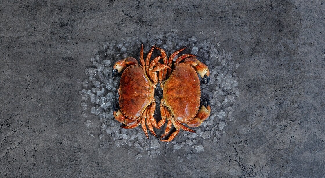 Norwegian brown crab on grey background