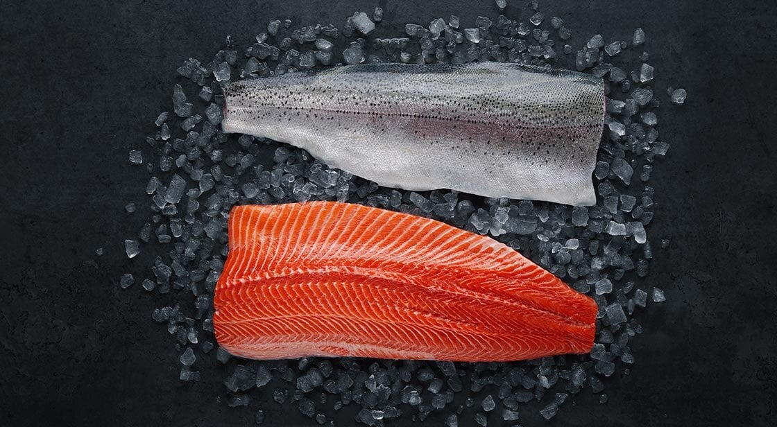 Norwegian steelhead trout on ice