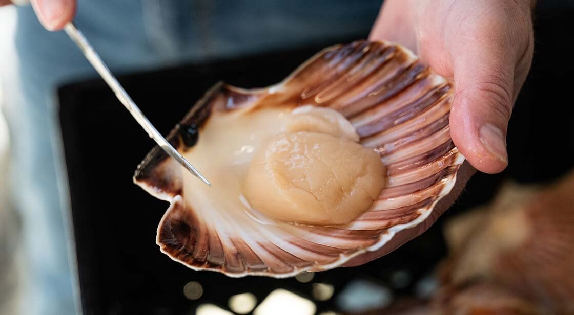 holding a scallop 