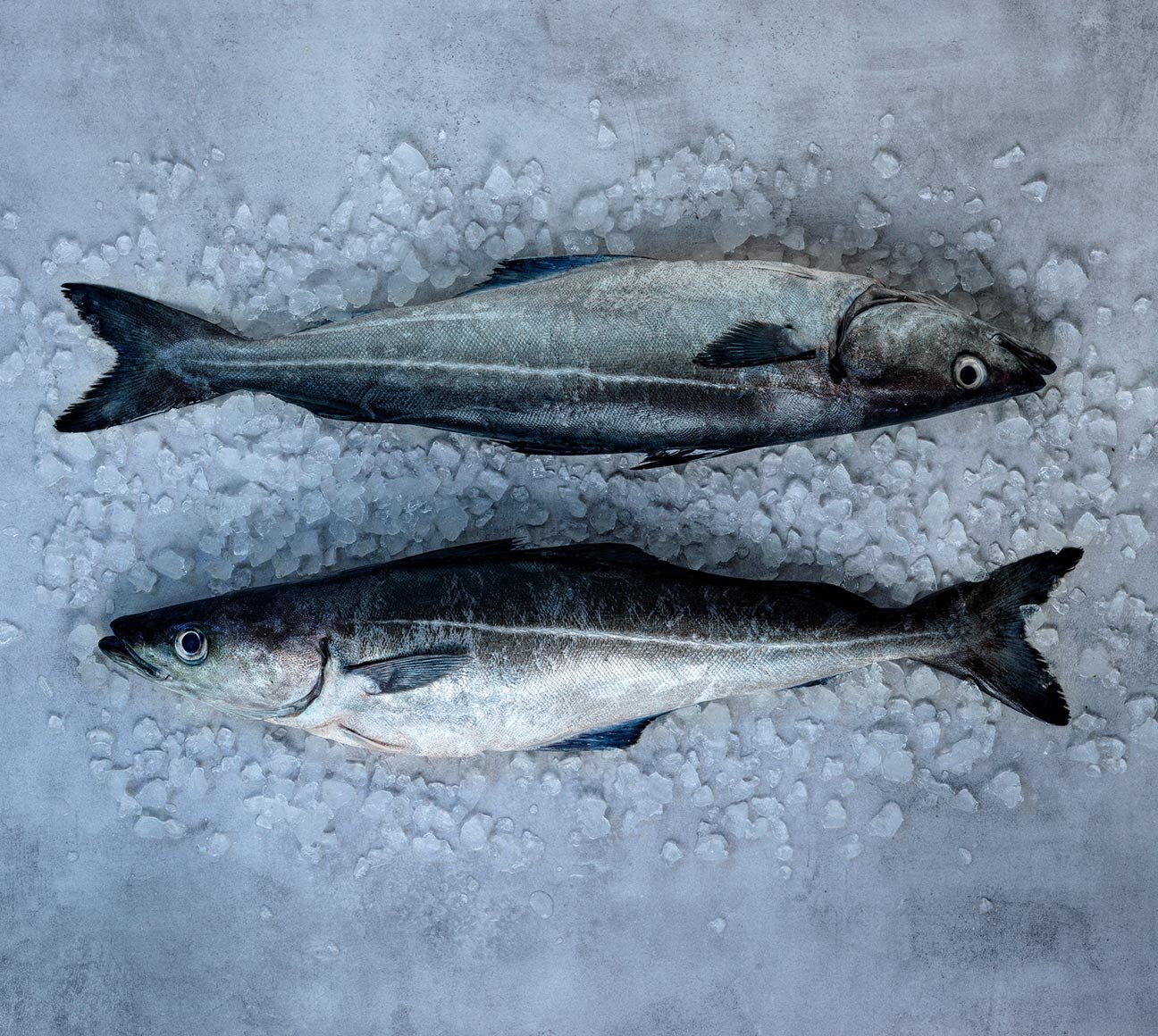 whole Norwegian saithe on ice