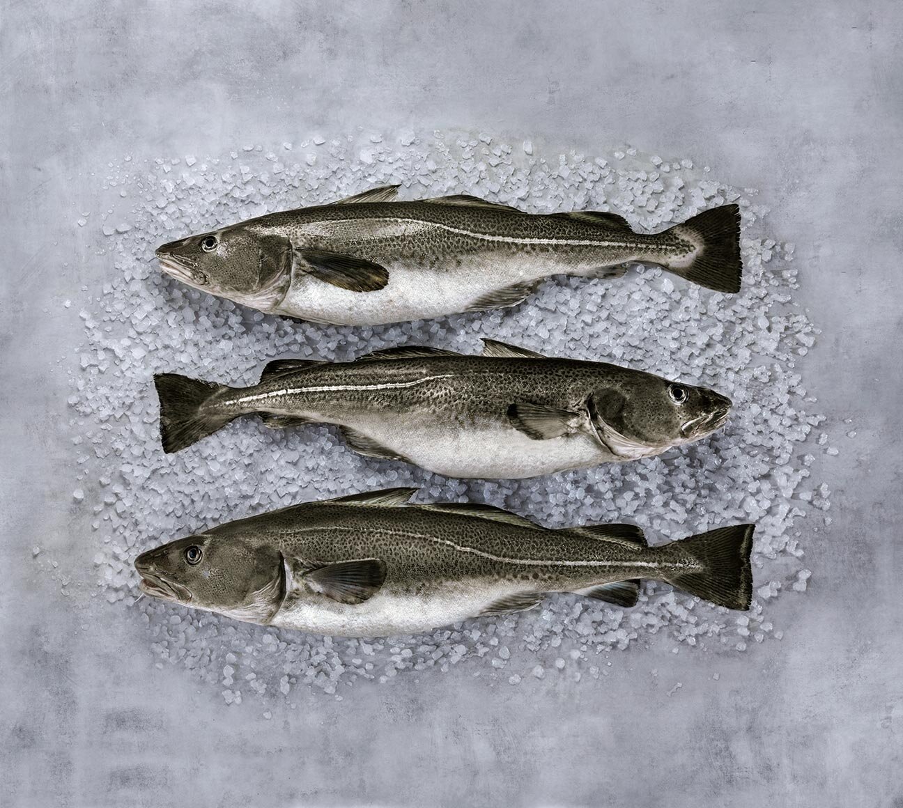 Norwegian skrei on ice 