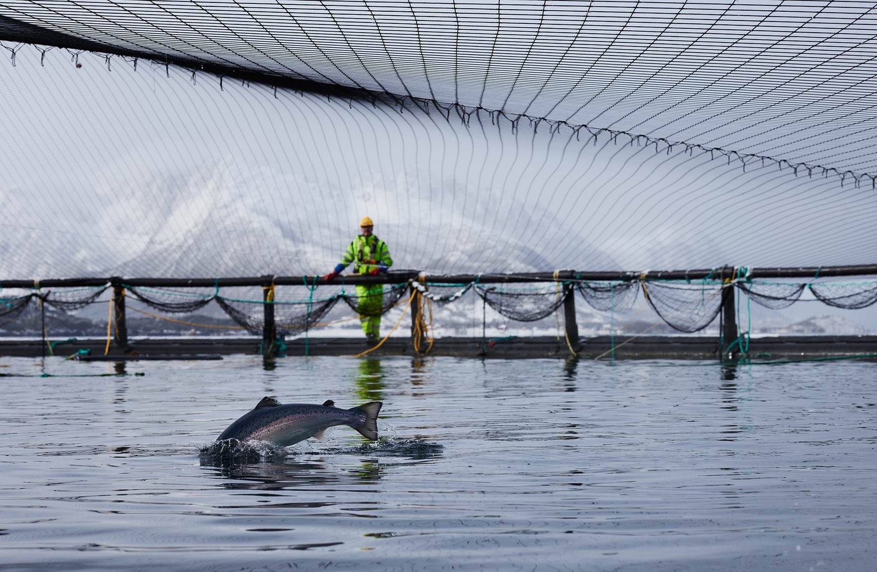 Salmon jumping in sea pen